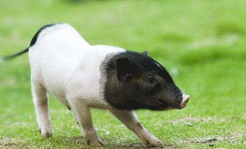 天兆猪业预计2016年度净利润超1.2亿