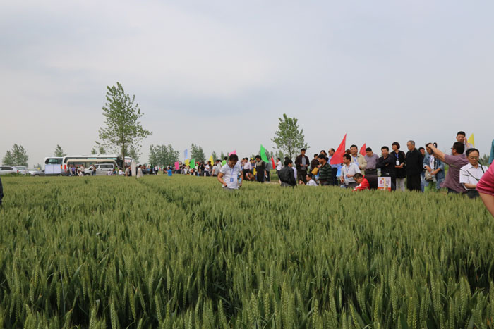 明天种业股权质押超80遭主办券商风险提示